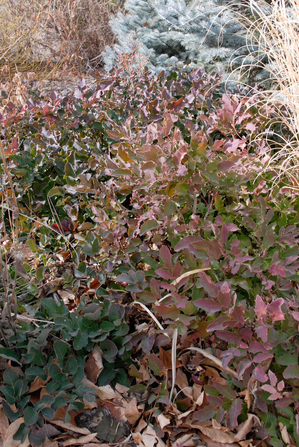 Creeping Barberry